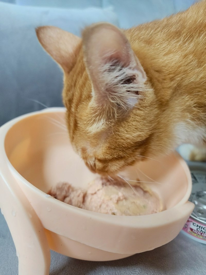 女人知己試用大隊,口碑行銷,部落客行銷,PURRFACT 波菲特貓用主食罐,主食罐,PURRFACT波菲特,貓主食罐,貓罐,PURRFACT波菲特貓用主食罐,魚肉蔓越莓主食罐,鮮嫩雞主食罐,鹿肉雞肉主食罐,牛肉鵪鶉貓主食罐,干貝蠶蛹配方,鱷魚肉白木耳配方,雞肉魚肉配方,安心鶉配方,評價,體驗,適口性佳,心得,成貓適用,高齡貓適用,質地是慕絲狀